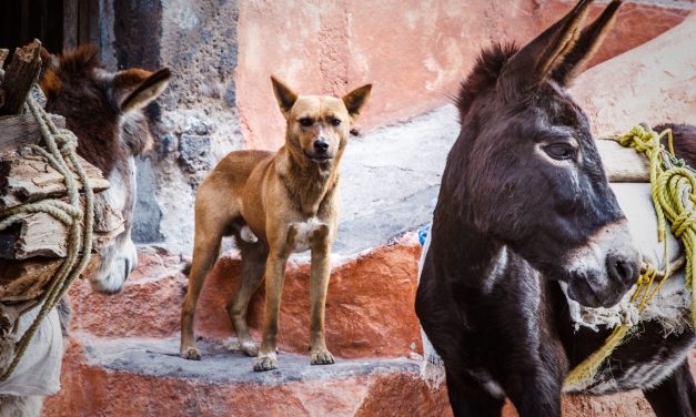 Burros and El Perro