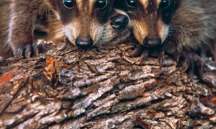 Young Raccoons