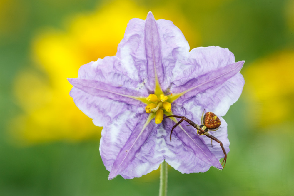 Crab Spider on Nightshade
