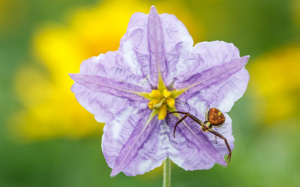 Crab Spider
