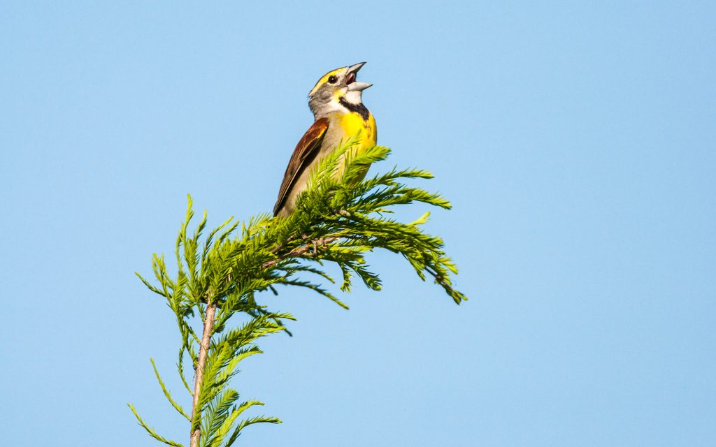 Dickcissel