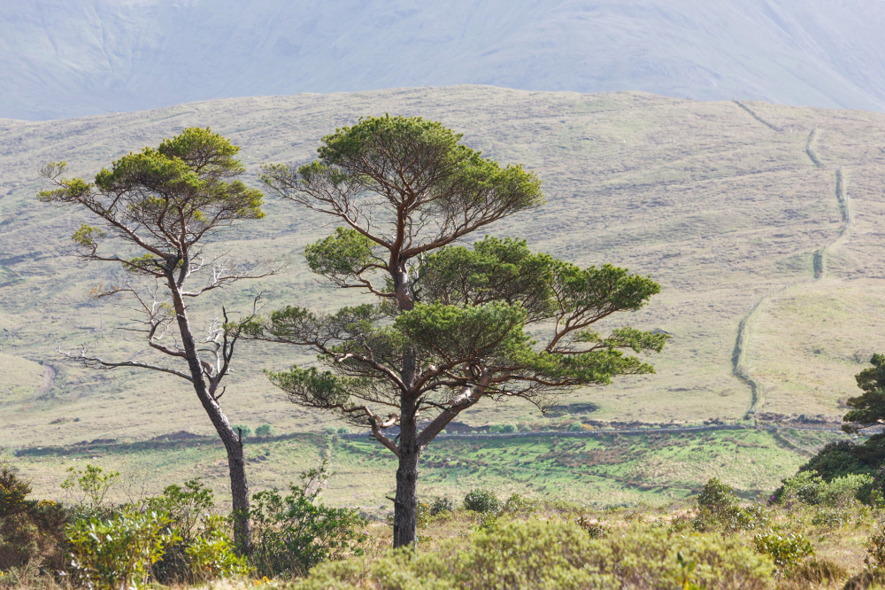Zen Trees