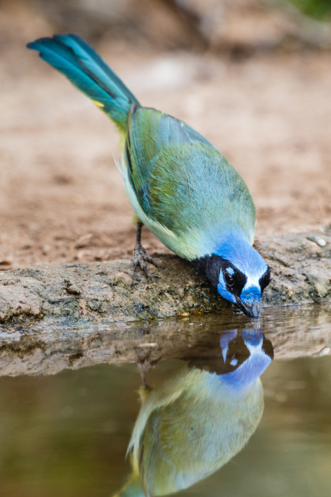 Green Jay