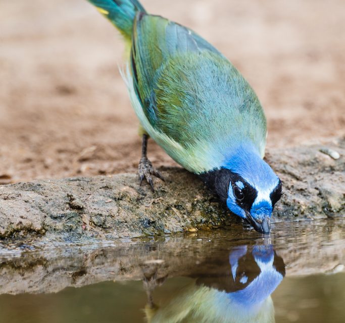 Green Jay Drinking