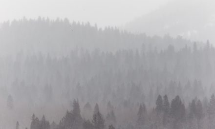 Trees in Mist