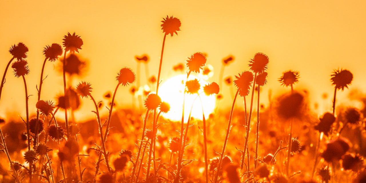 Thistles in Setting Sun