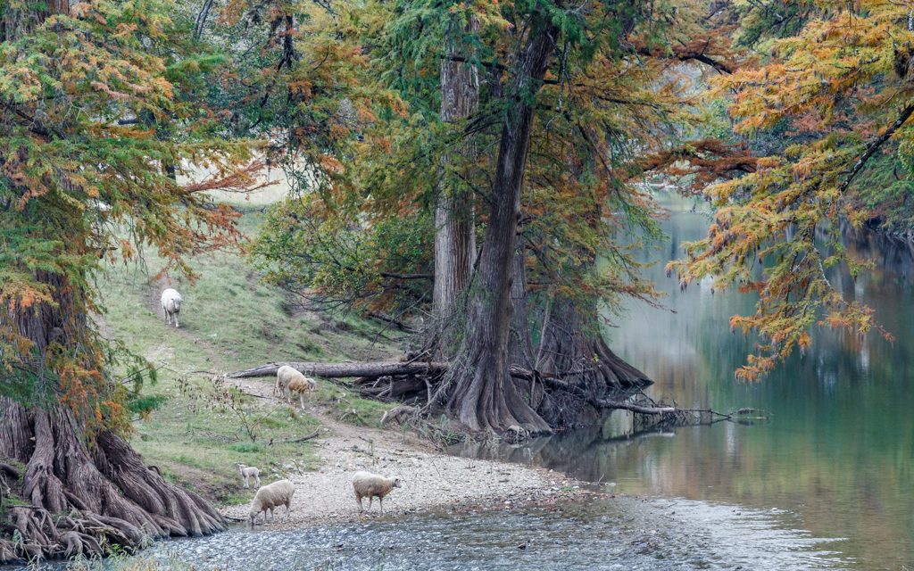 Sheep on the River