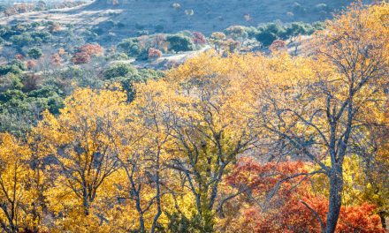 Hill Country Fall Color