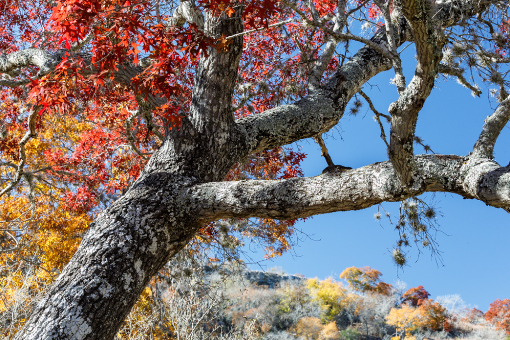 Fall Color