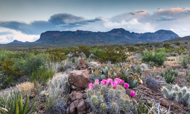 Strawberry Hedgehog Cactus and Chisos Mountains